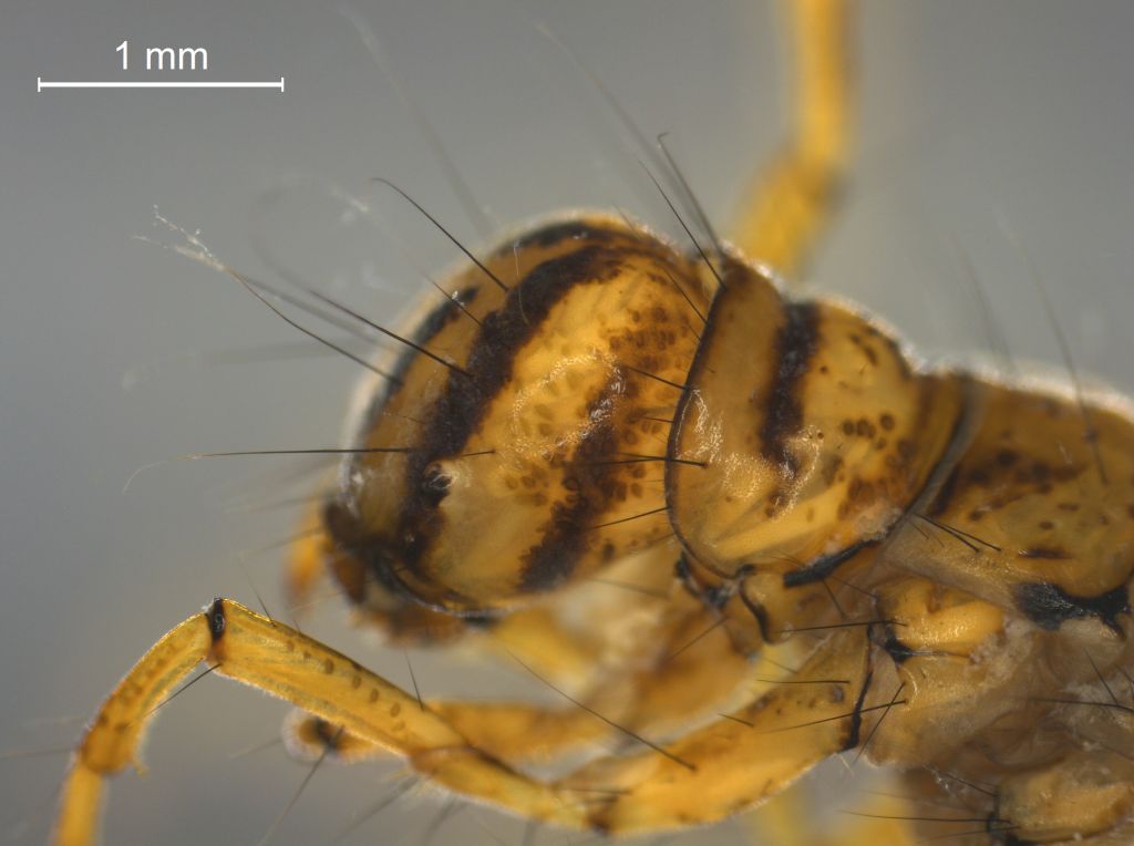 Limnephilus femoratus